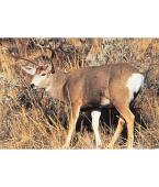 Blason Nature Cerf mule deer - Tru Life