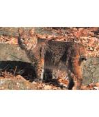 Blason Nature Lynx Bobcat - Tru Life