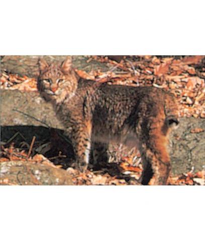 Blason-Nature-Lynx-Bobcat-Tru-Life-CIB23090405