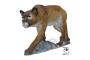 Cible-3D-SRT-Puma-lion-des-montagnes-CIB23030203